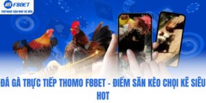Đá Gà Trực Tiếp Thomo F8BET - Điểm Săn Kèo Chọi Kê Siêu Hot
