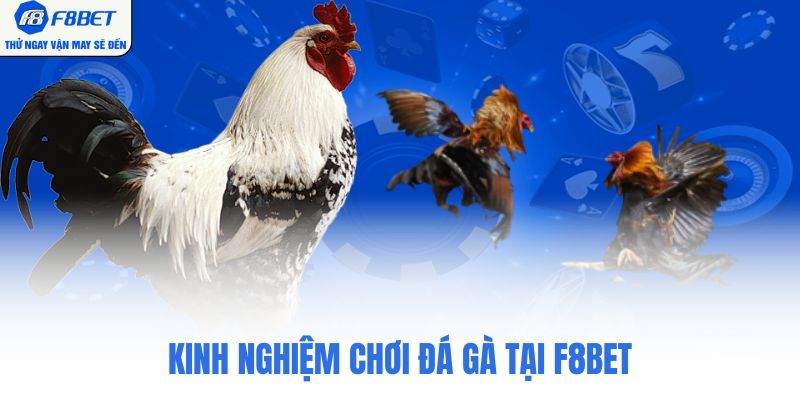 Kinh nghiệm chơi đá gà tại F8BET