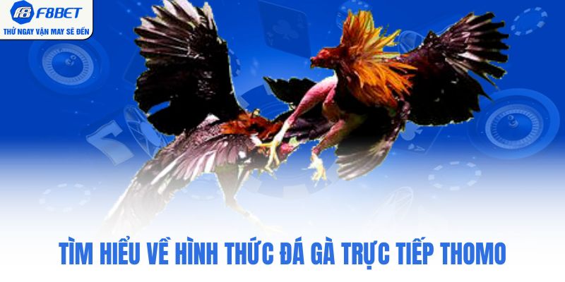 Tìm hiểu về hình thức đá gà trực tiếp thomo